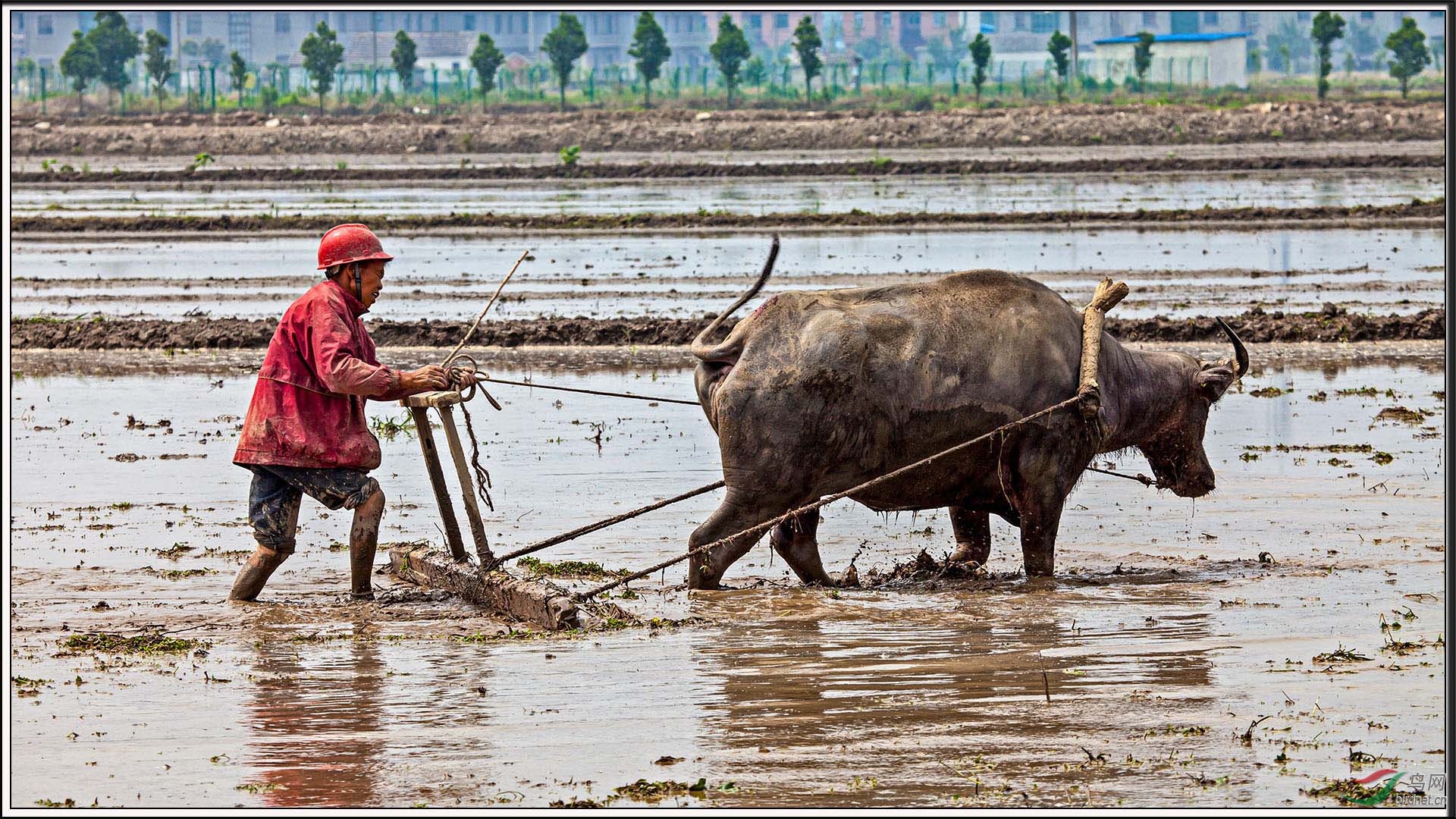 摄影故事:"俺老牛不干了!
