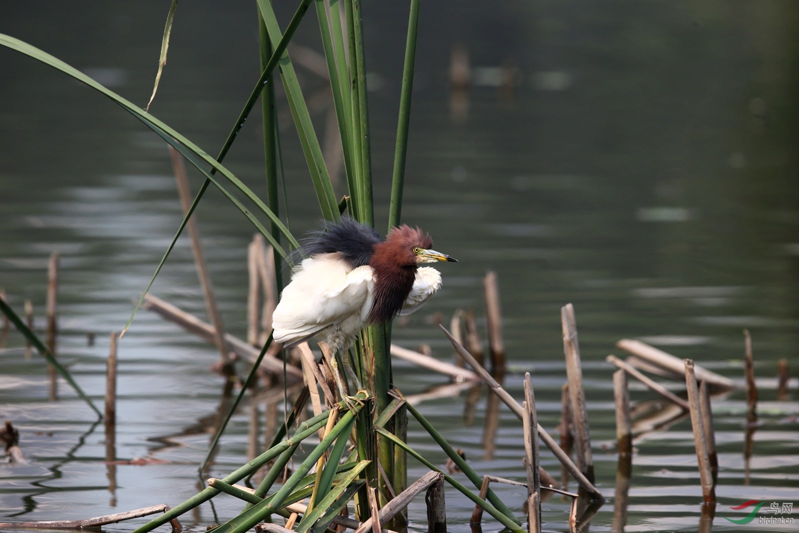 DJ4W2185.JPG