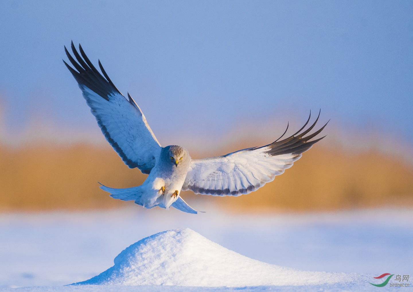 ����ʪ����̬��---ӭ��������β��