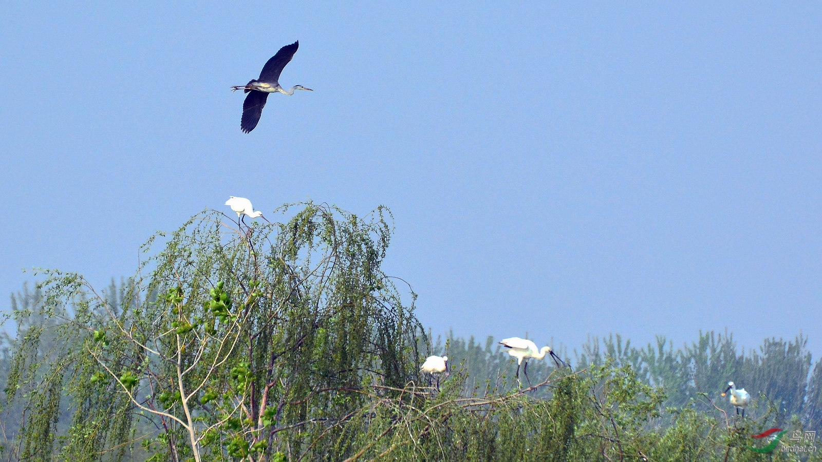 DSC_6454.JPG
