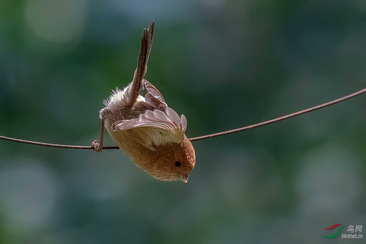 DSC_6045ABC.jpg