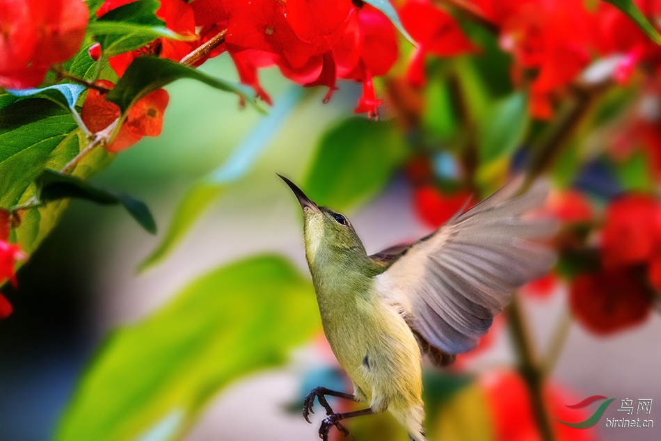 ��ʳ---��β̫����