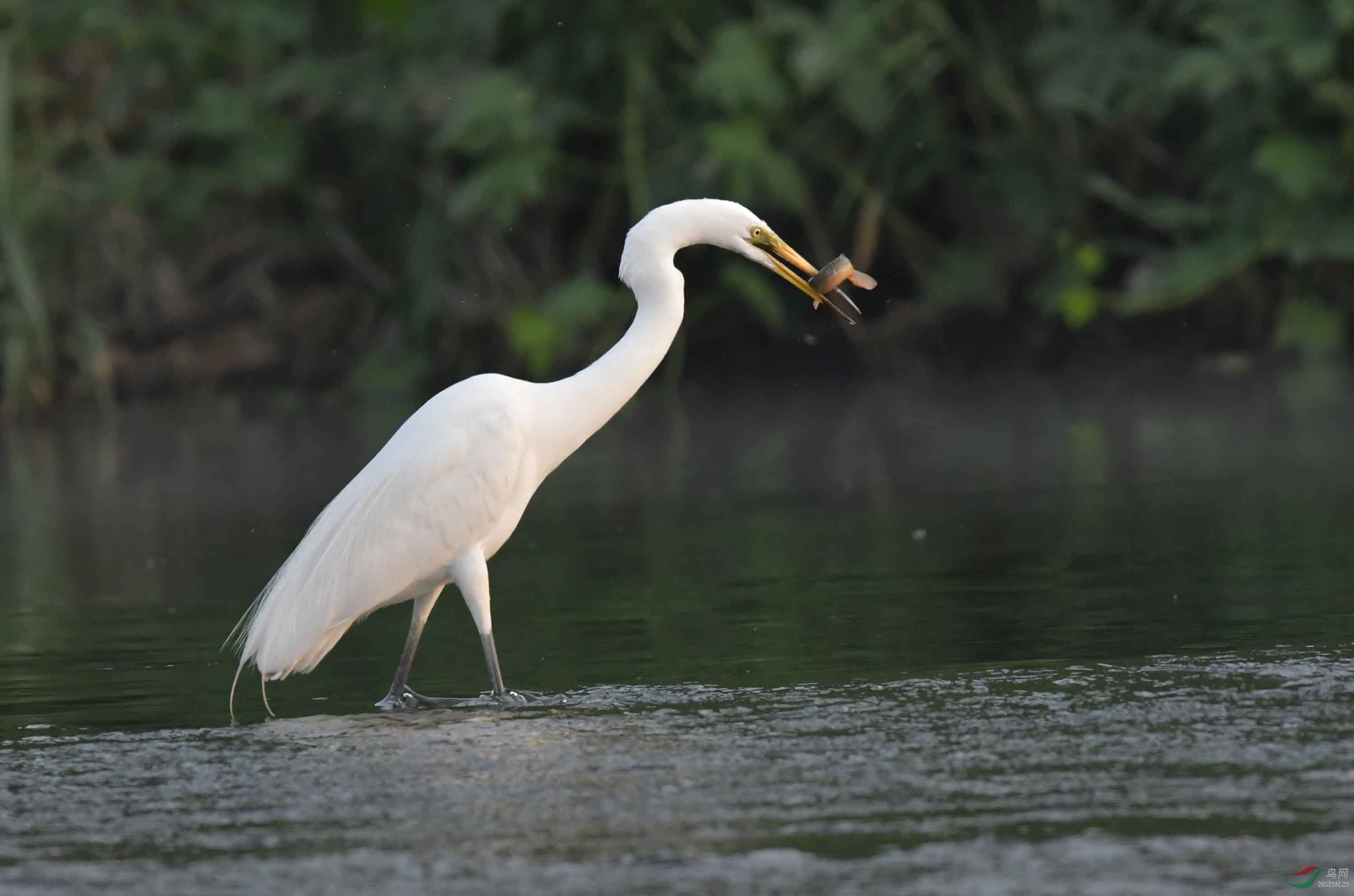 白鹭吃泥鳅