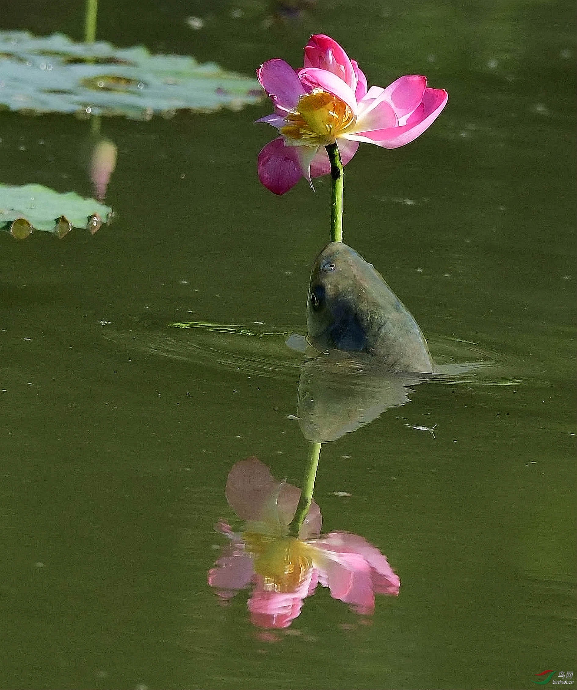 鱼吃荷花