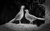 1 (37).JPG