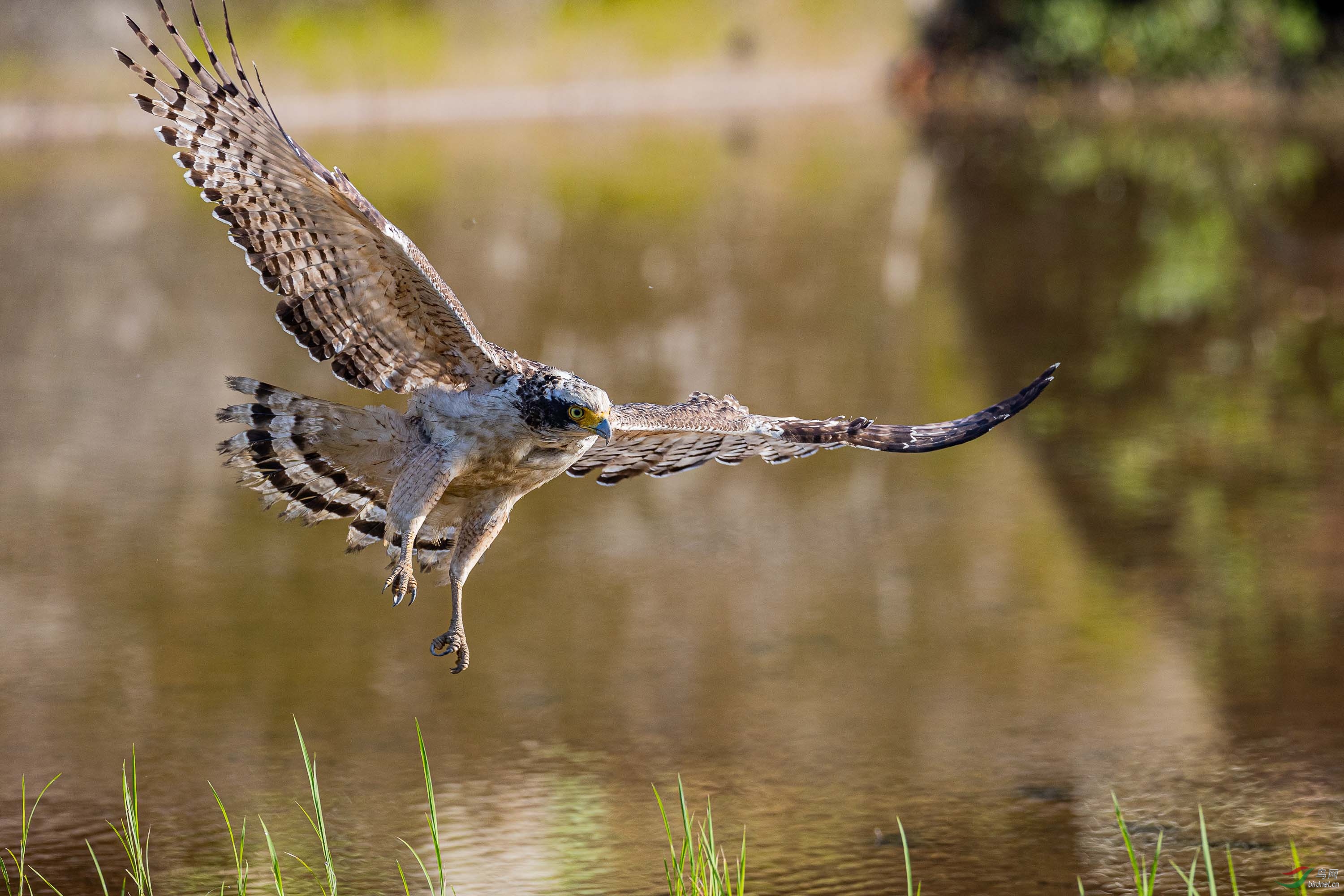 淡色大冠鹫俯冲(祝贺老师佳作荣获首页精华)