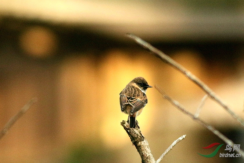 6T7A4131_����.jpg