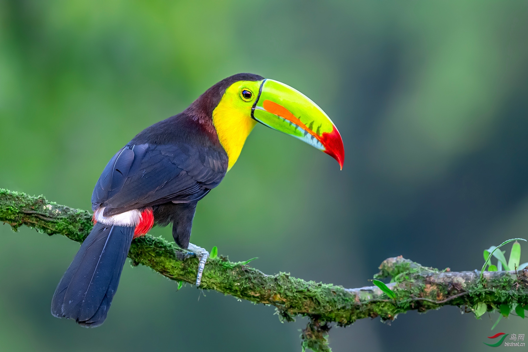 2020年3月份 北京版荣获每日一图 首页精华 版块佳作集锦!