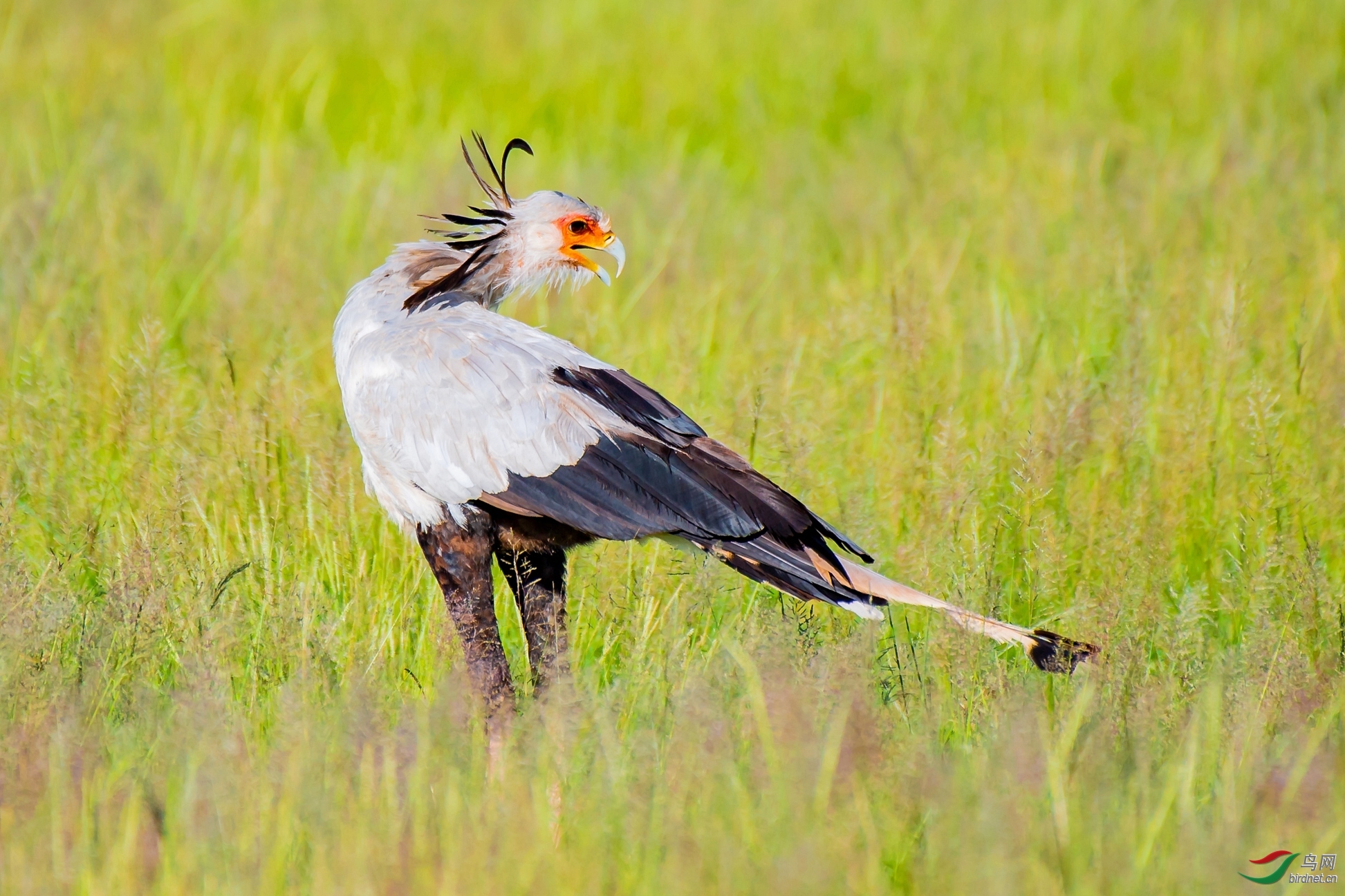 草木谷子老师作品----回眸--蛇鹫 荣获2020年3月14日 鸟类精华!jpg