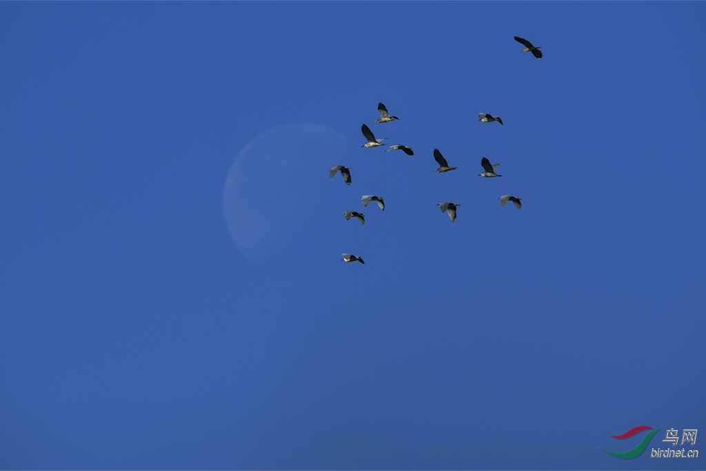 ҹ�� (3)-1-1-1.jpg