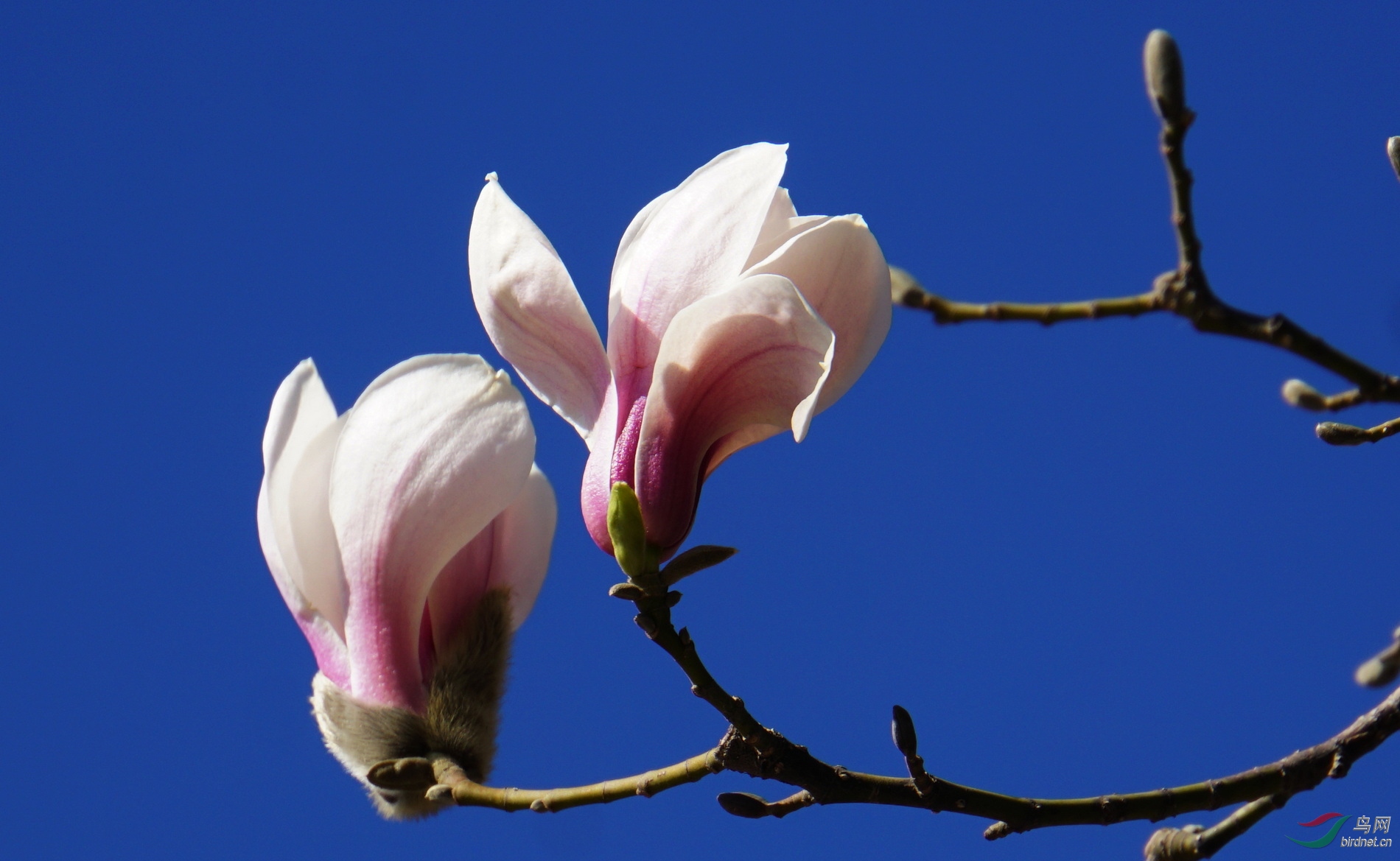 玉兰花的样子(玉兰花的样子像什么)