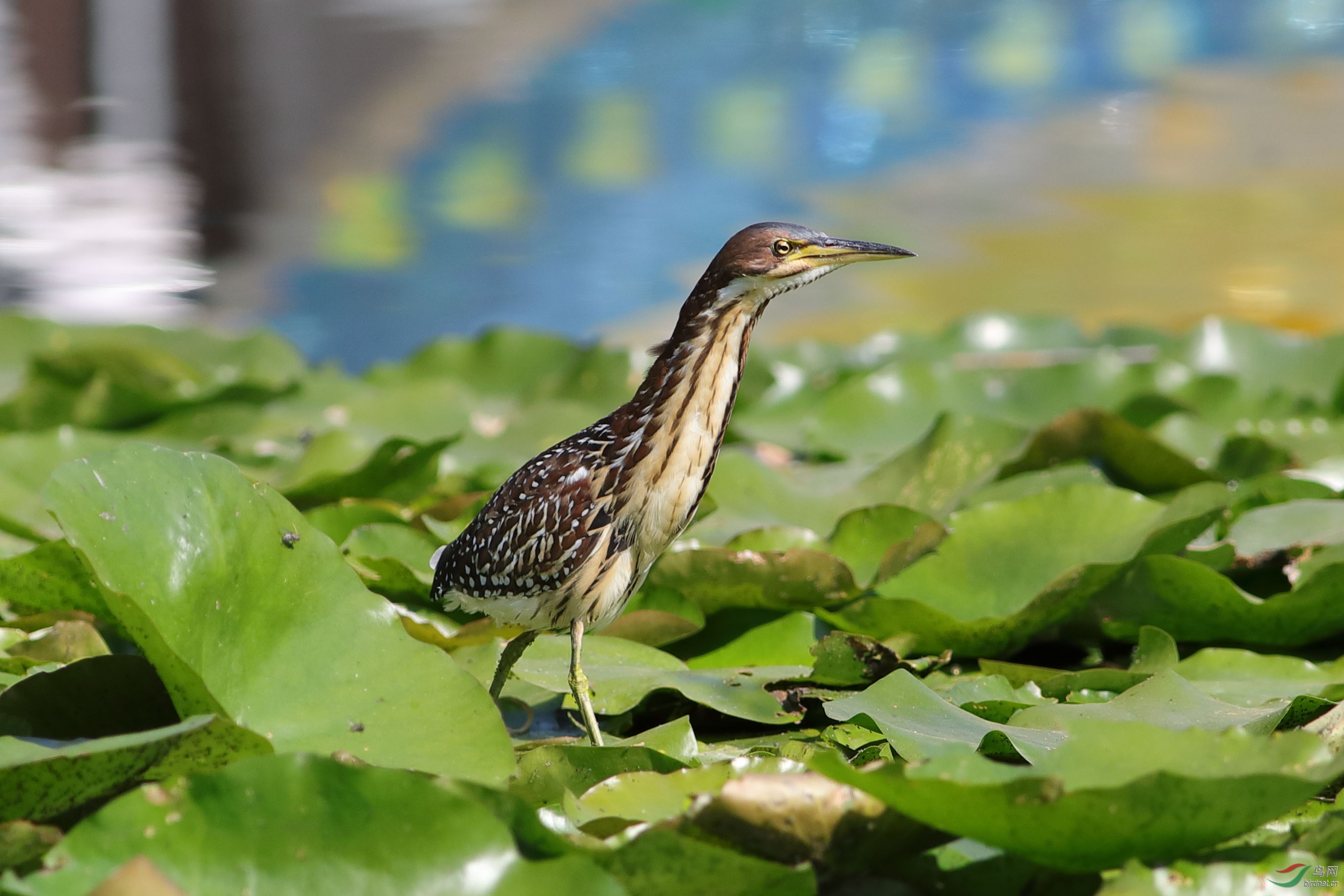 紫背苇鳽巡查