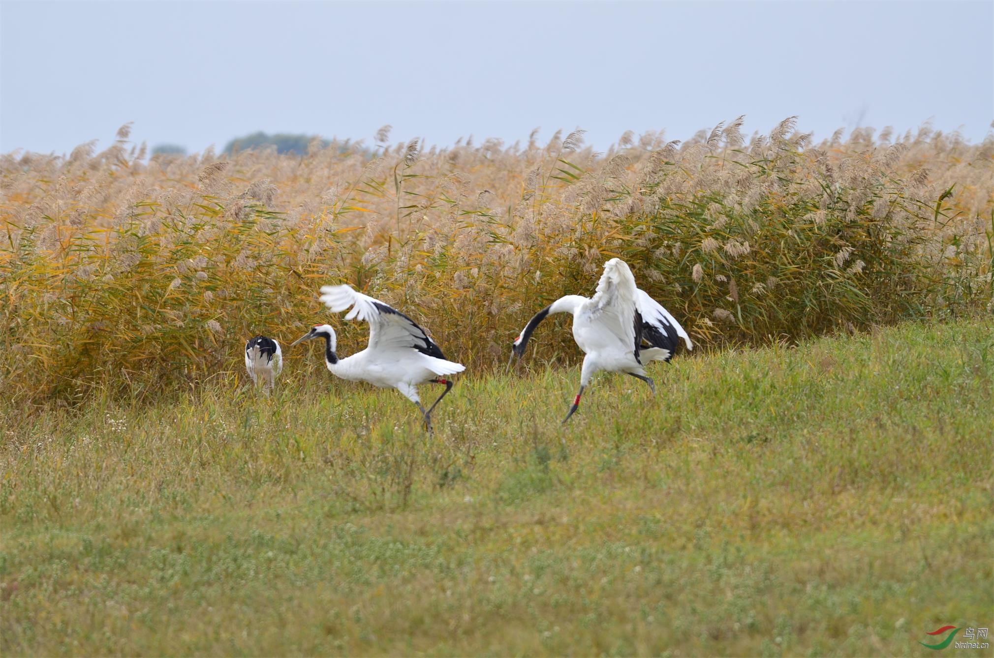 DSC_4369.JPG