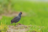 1 (80).JPG