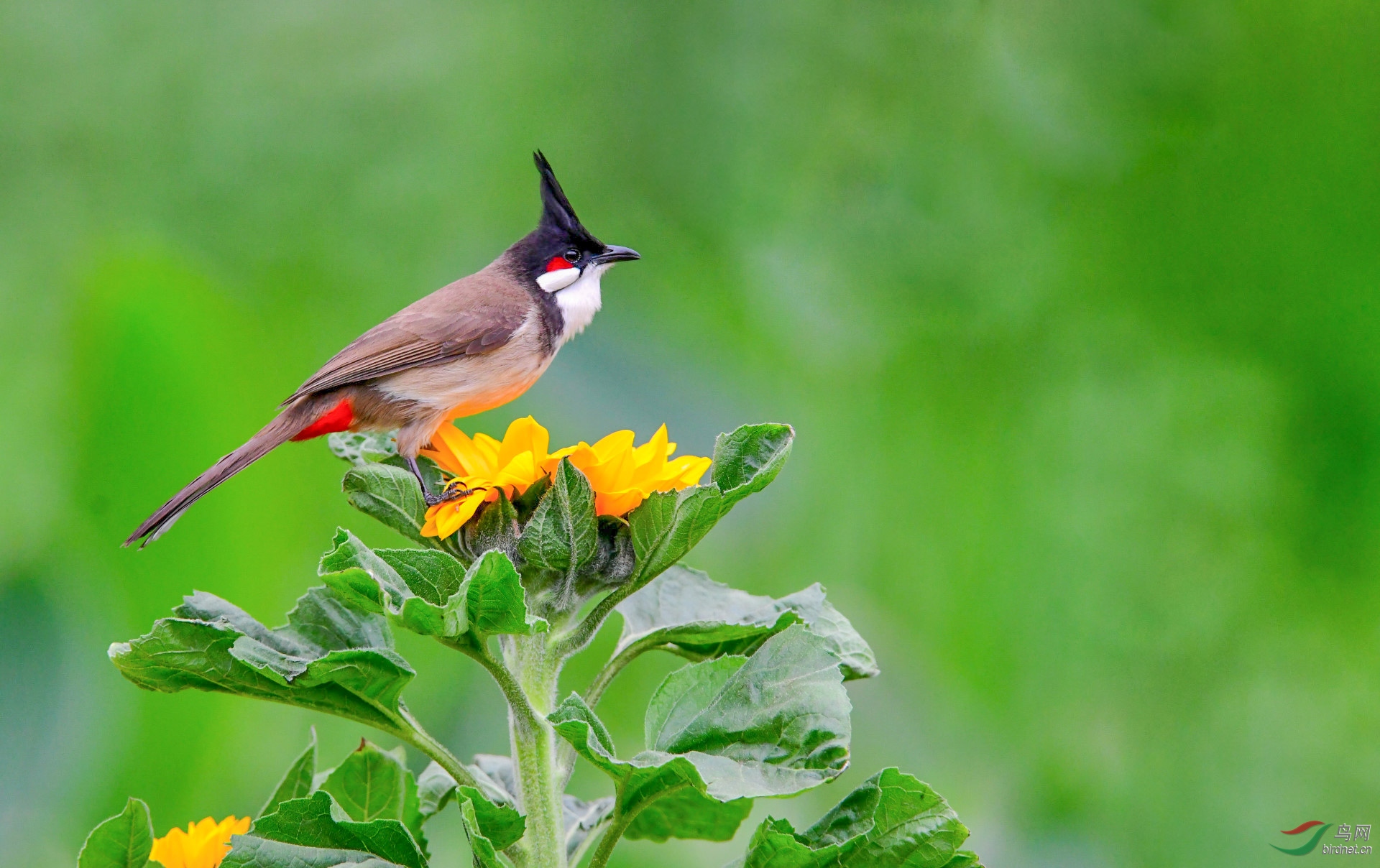 菜鸟上花也漂亮!