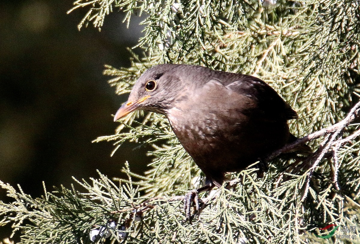 A8450���.JPG