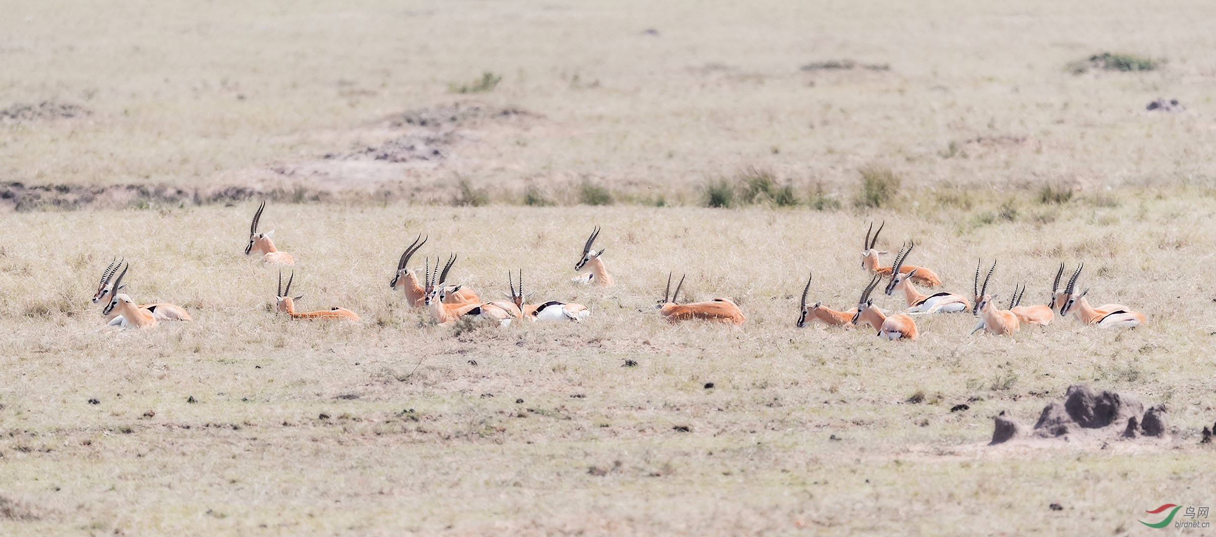 ��ԭ����