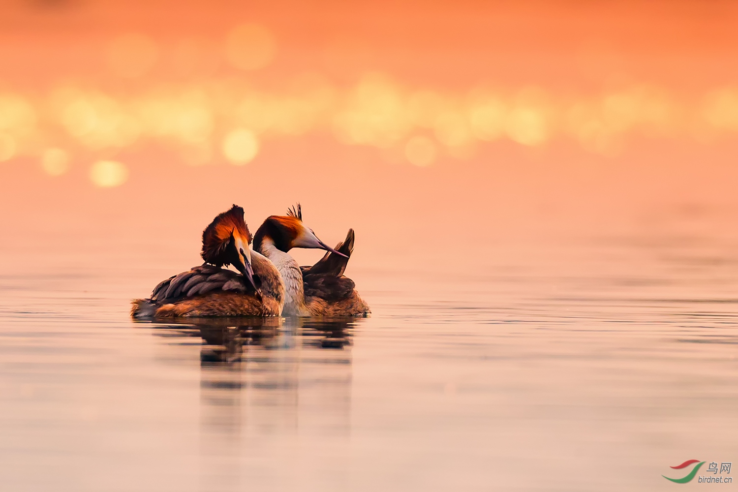 ��ٳ�����ͷ�f��  .jpg