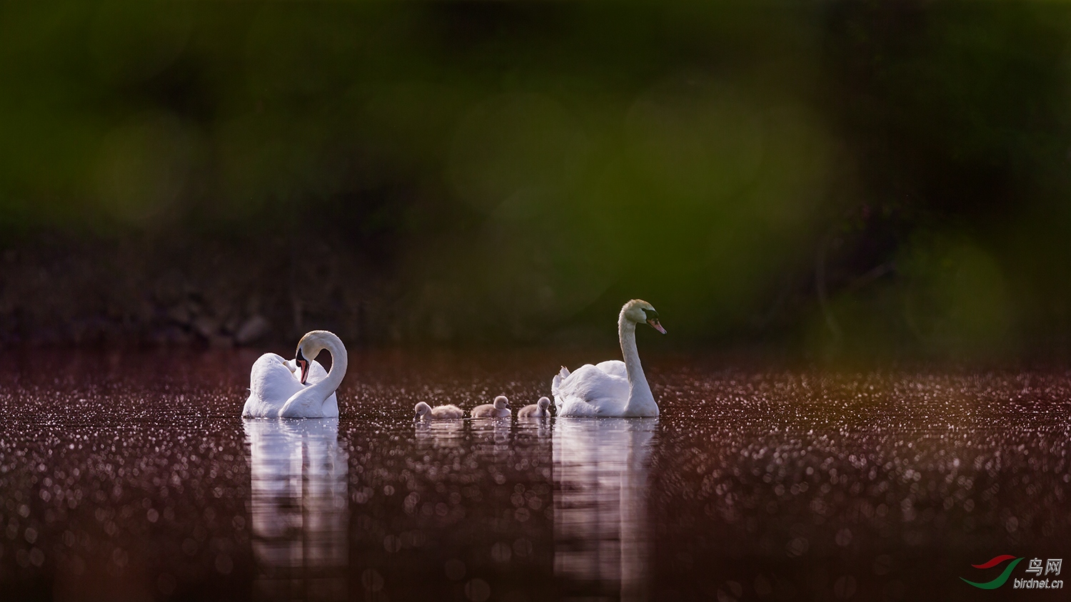 �������ڣ������죩  .jpg