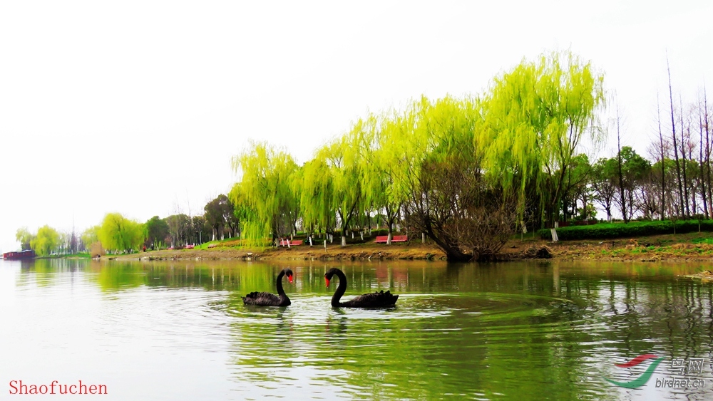 IMG_9101 - ����.JPG