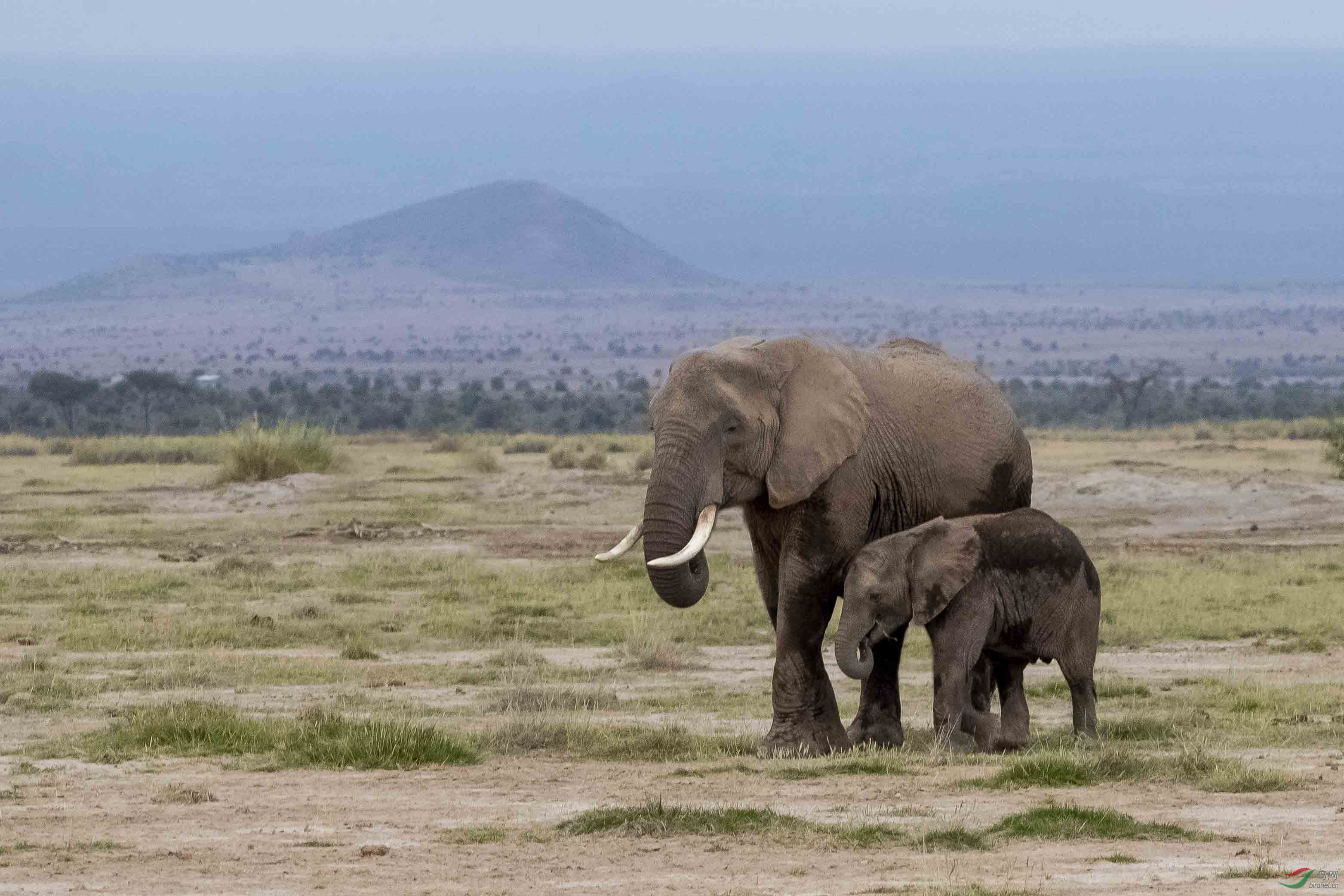 步调一致——非洲象母子