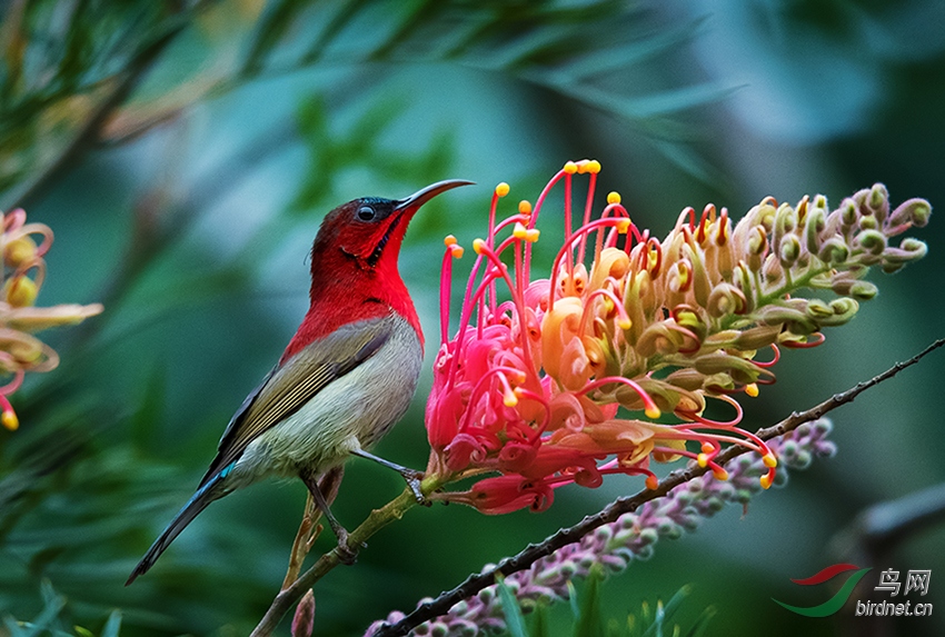 ����̫����