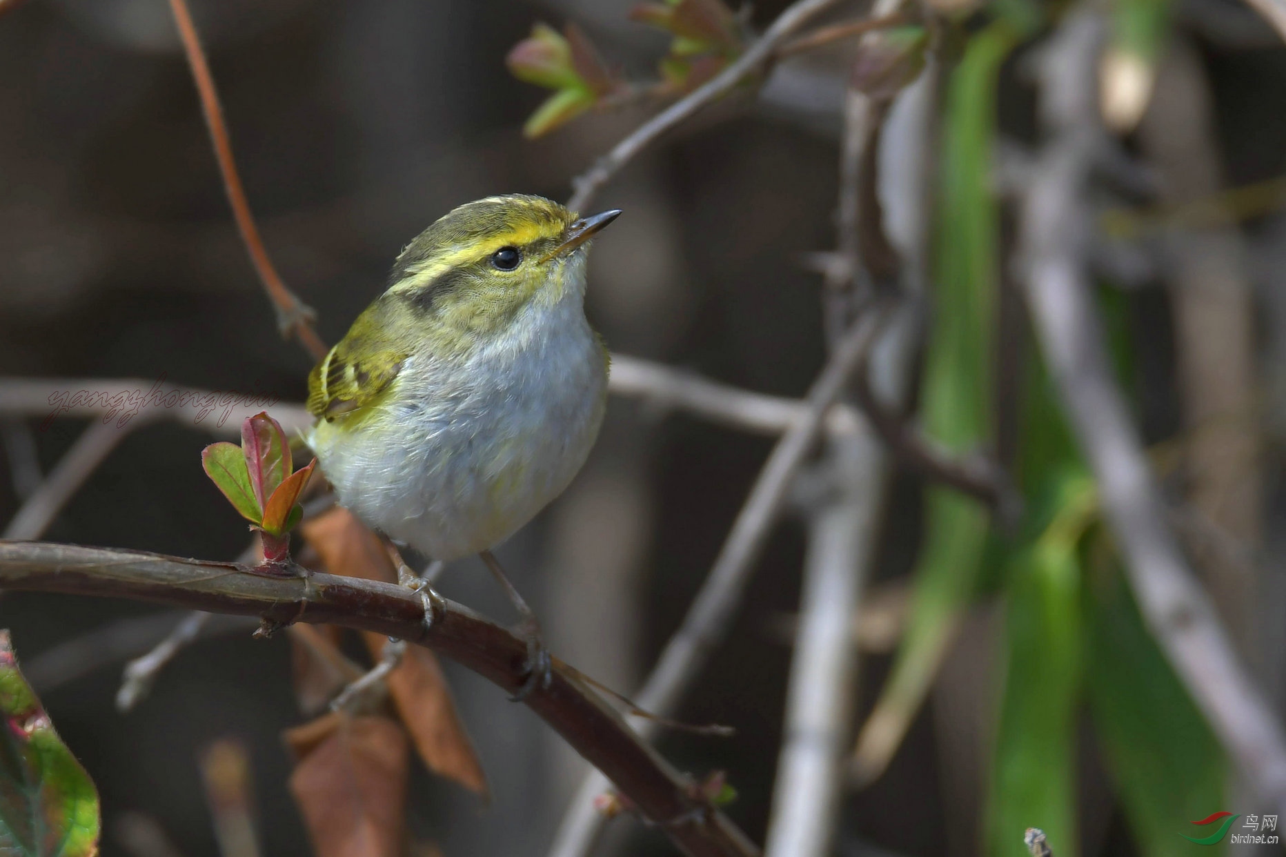 2020惊蛰以后的一大乐事就是来雕塑园听黄腰柳莺婉转的鸣叫
