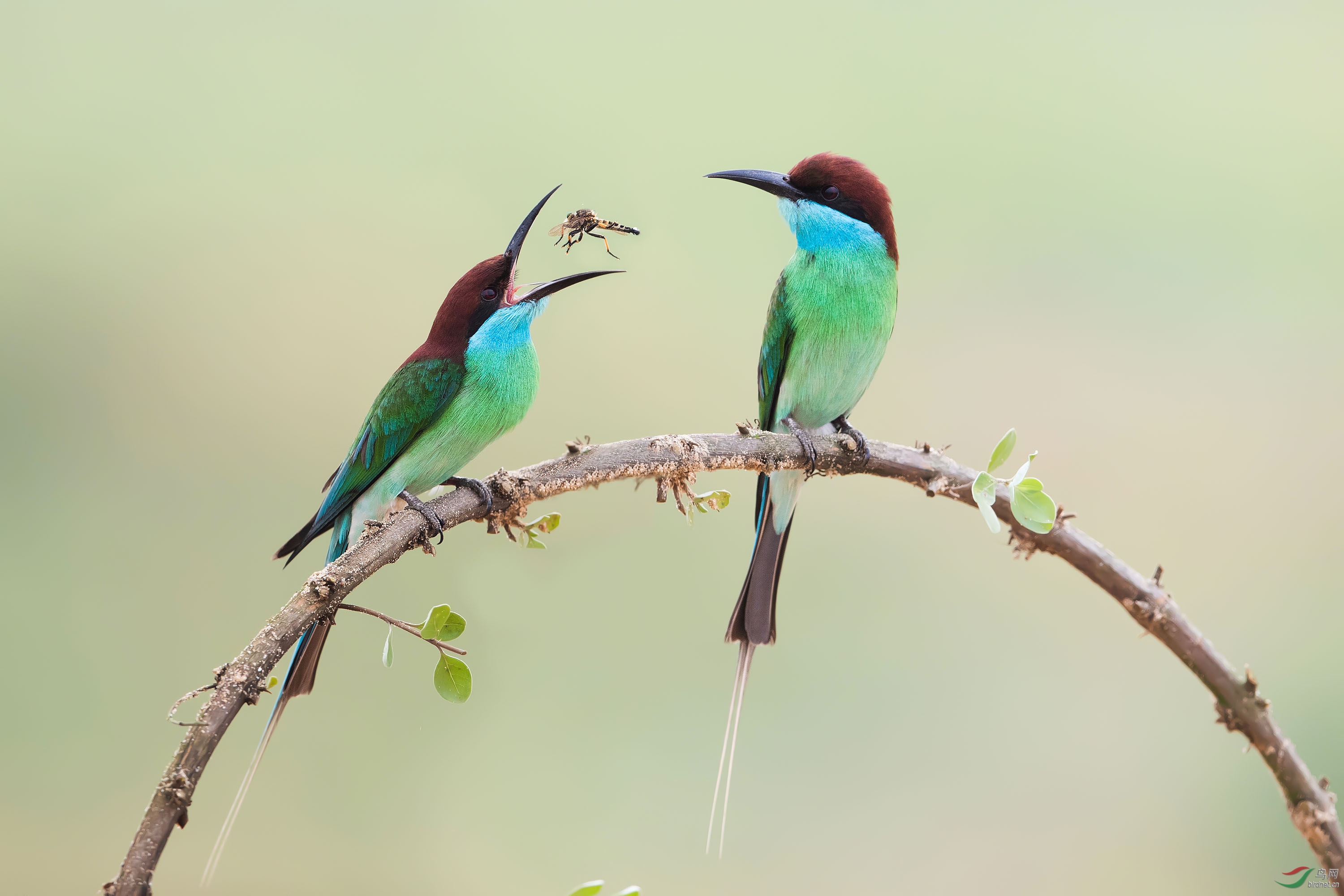 枝上的鸟儿成双对