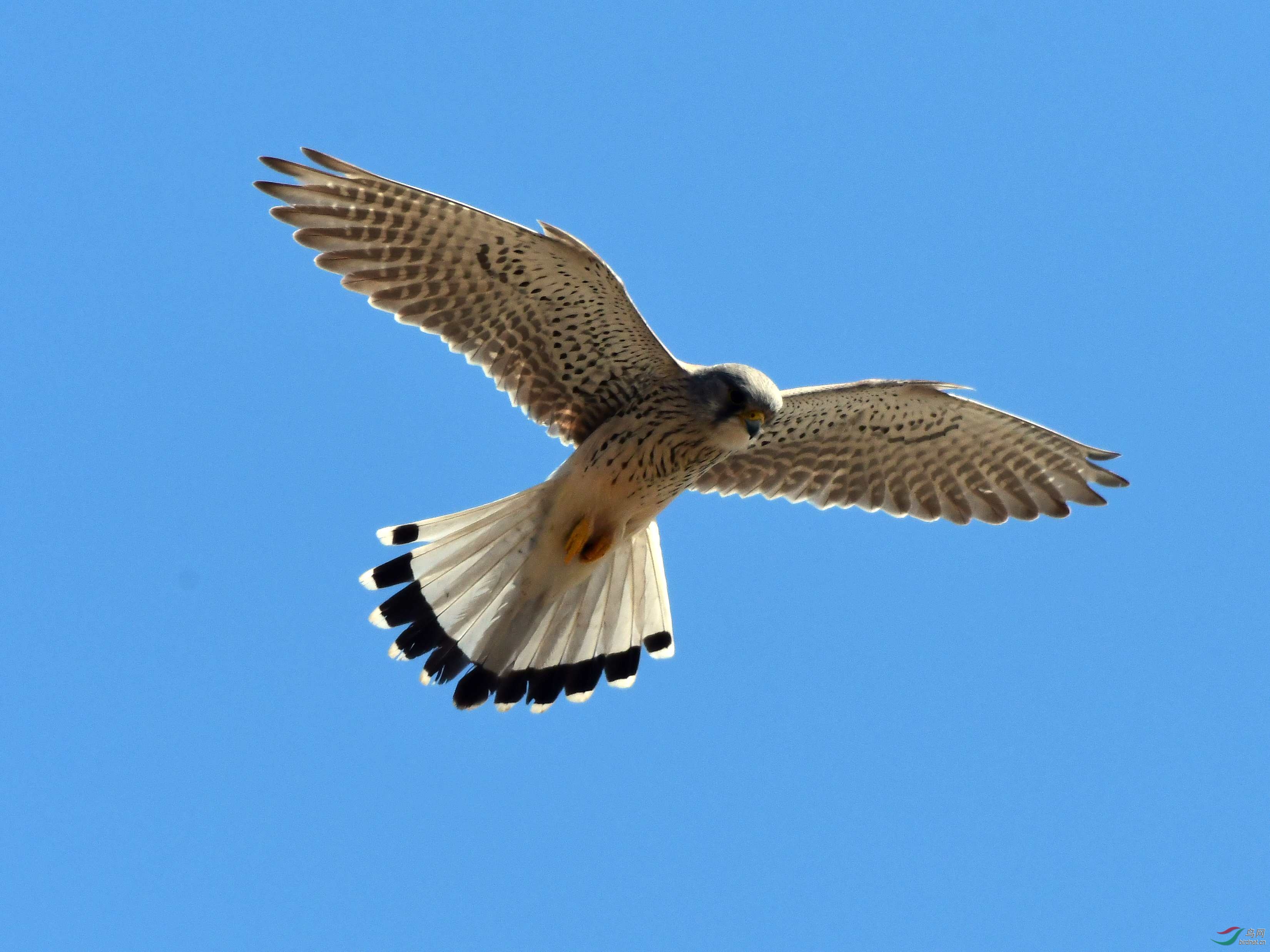 DSC_7596_����.jpg