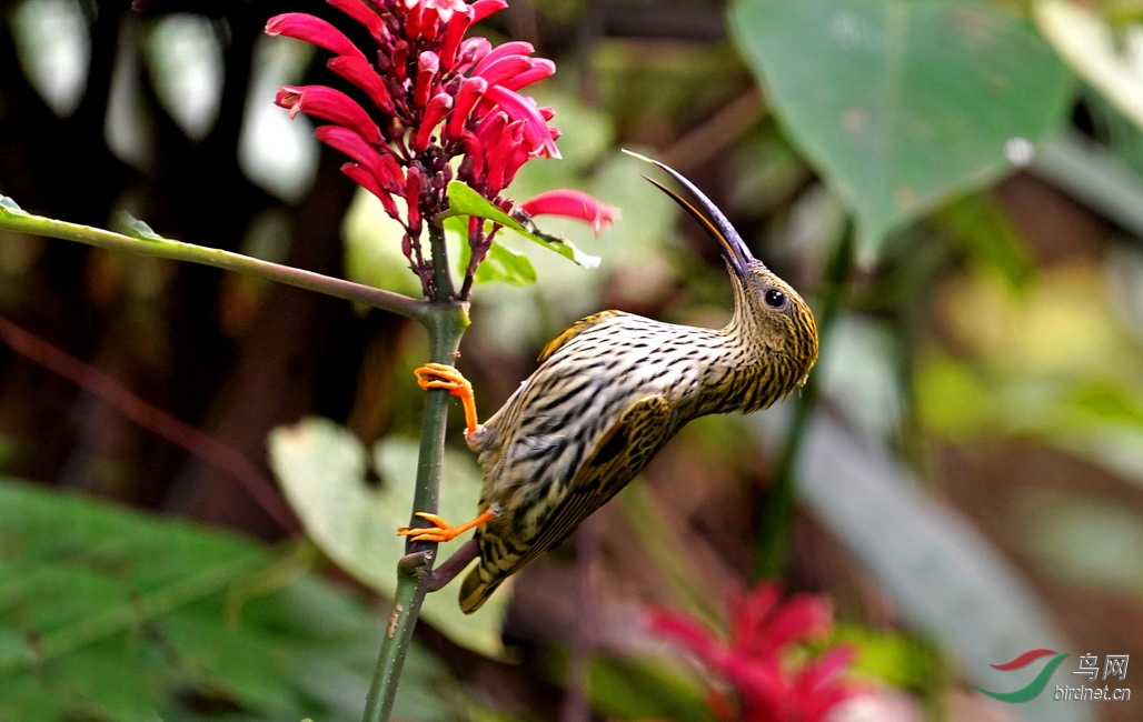 DSC09258w2(����