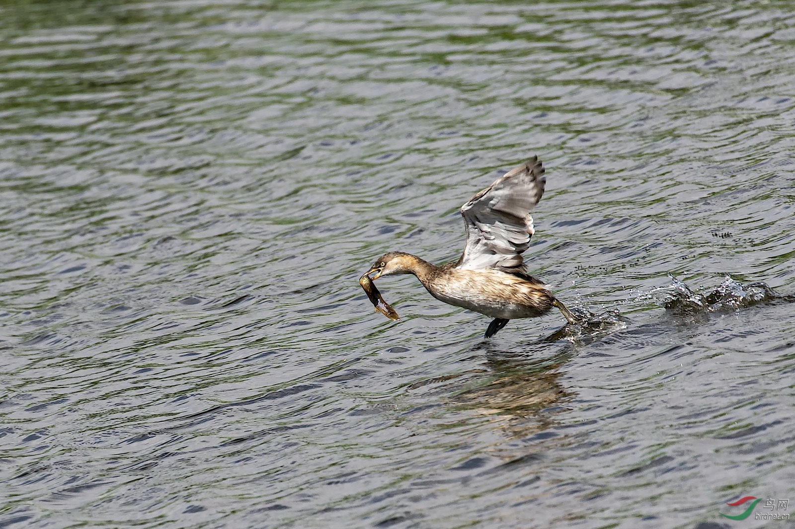 DSC_5532.jpg