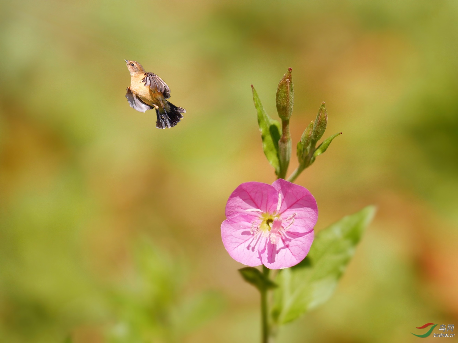 202018.����ľ��