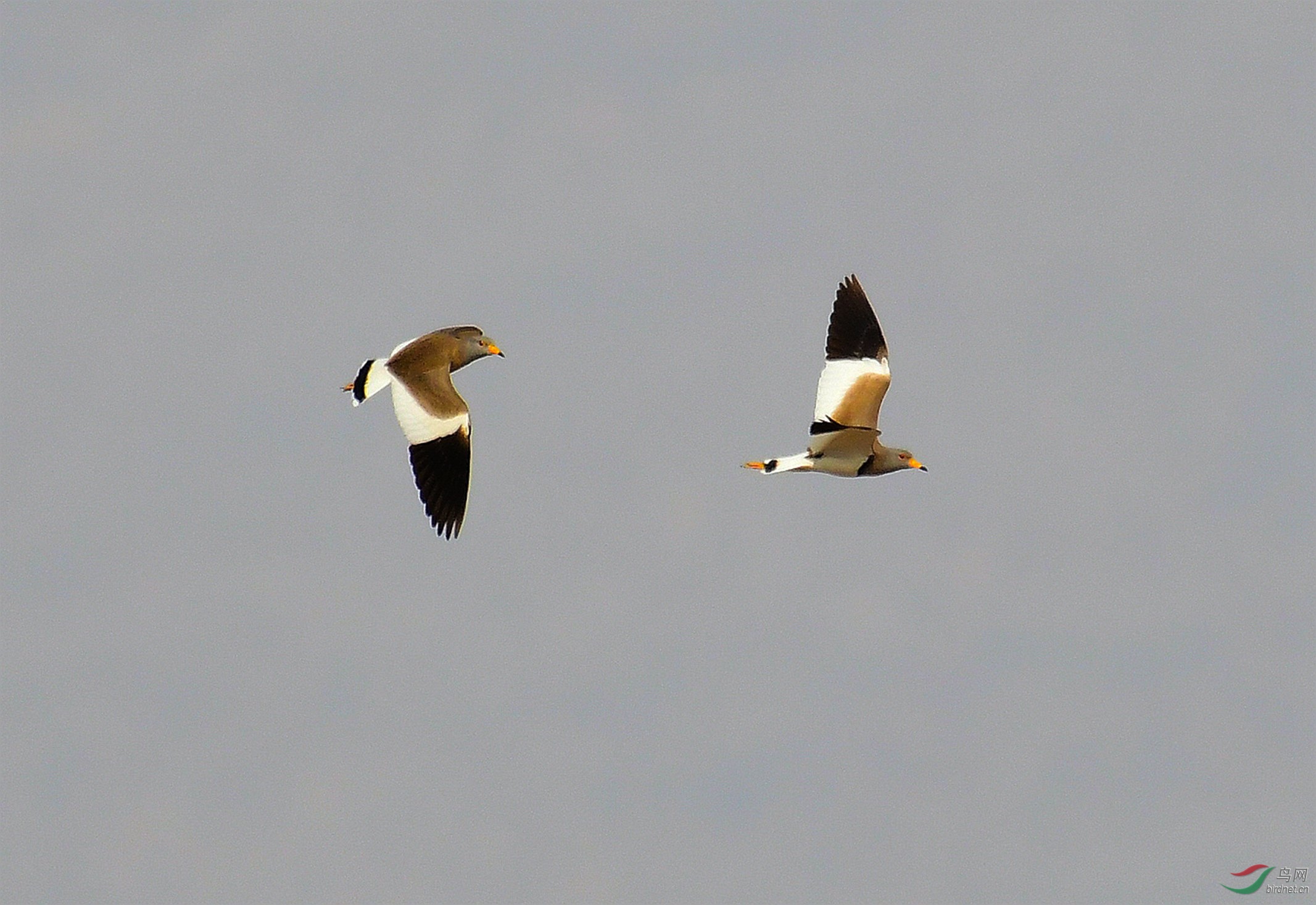 DSC_5542.JPG