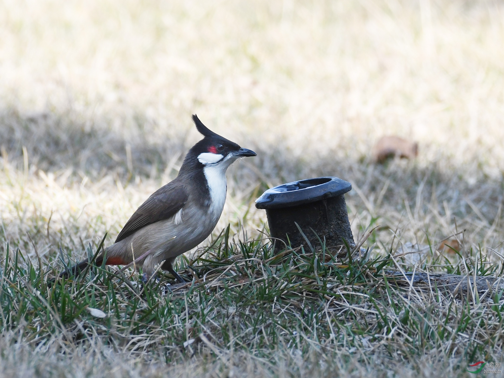 ������Ӱ 976����.jpg