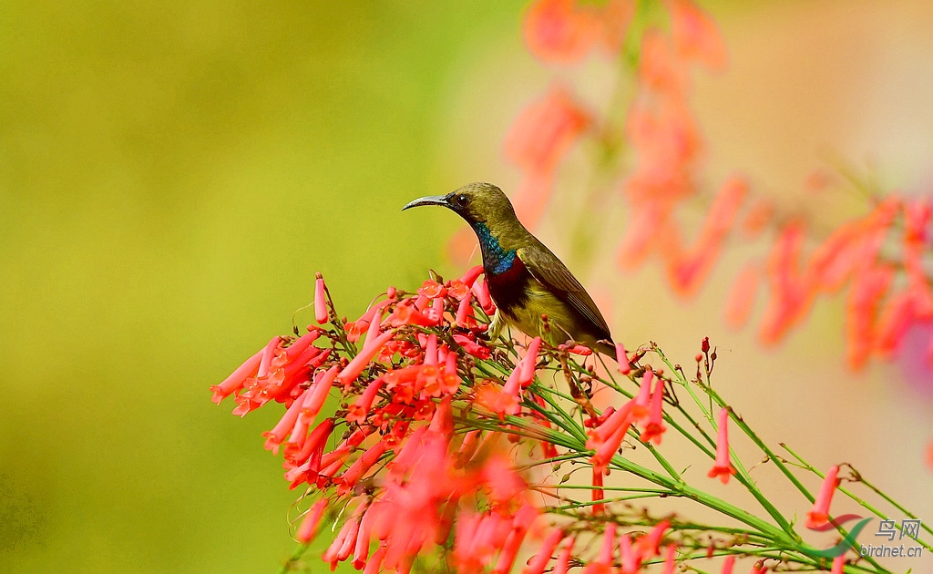 �Ƹ�̫���� DSC_0914.jpg