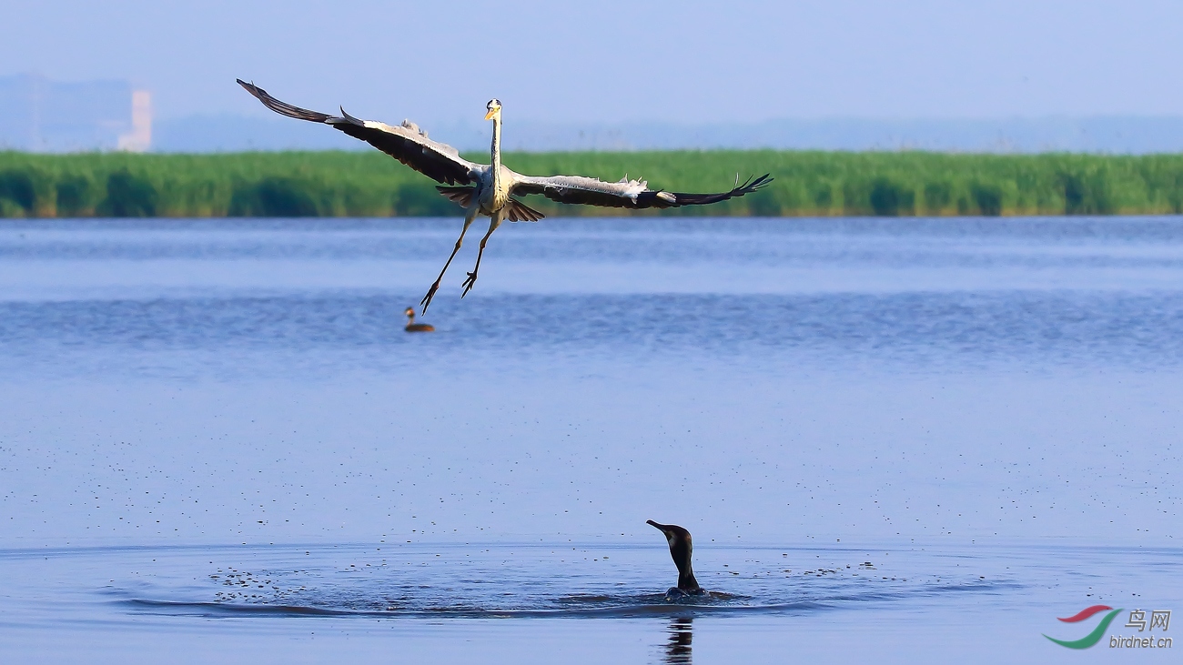 ��С����