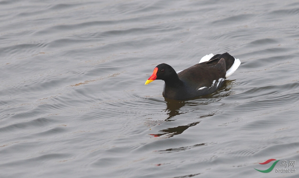 DSC_3635  1.jpg