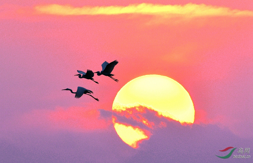 Ϧ������