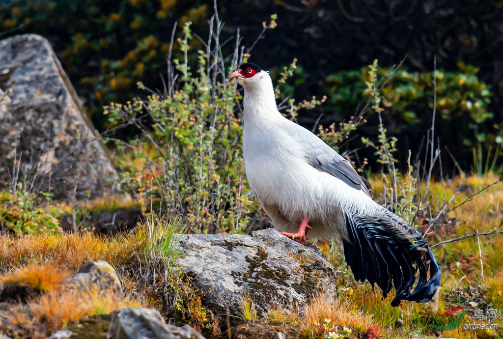 西藏寺庙白马鸡