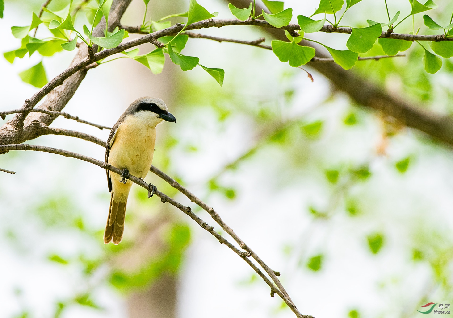 ��β����