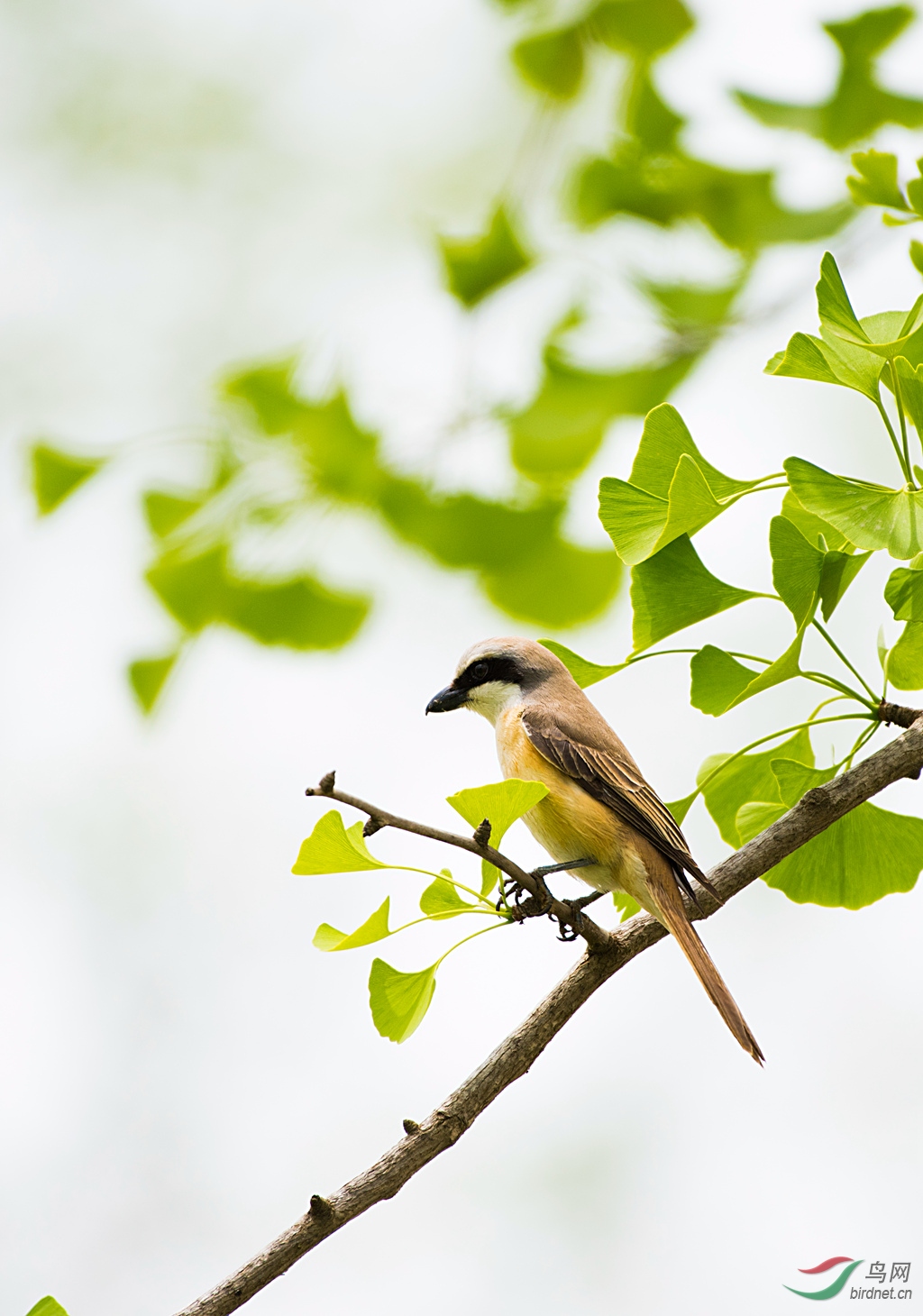 ��β����