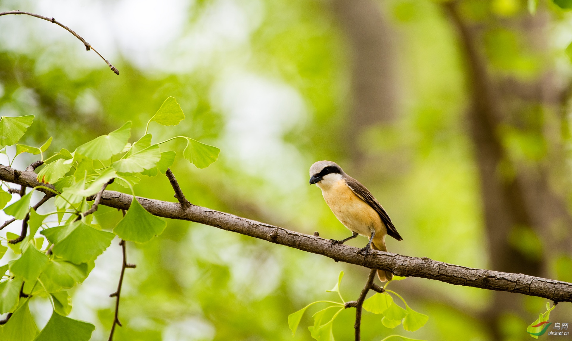 ��β����