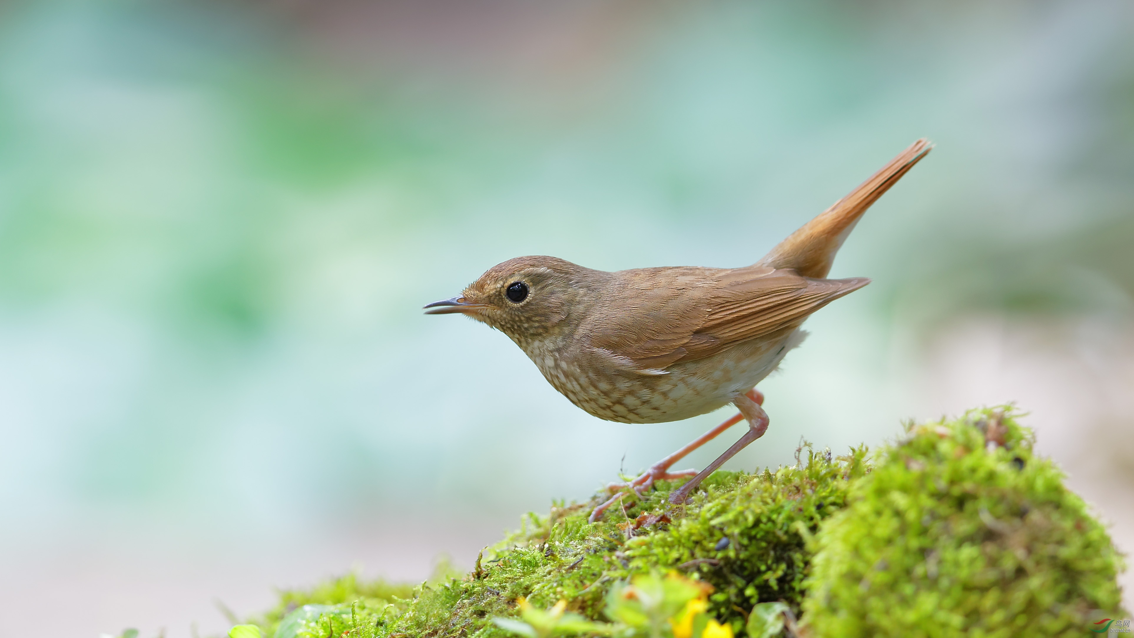 川大的红尾歌鸲