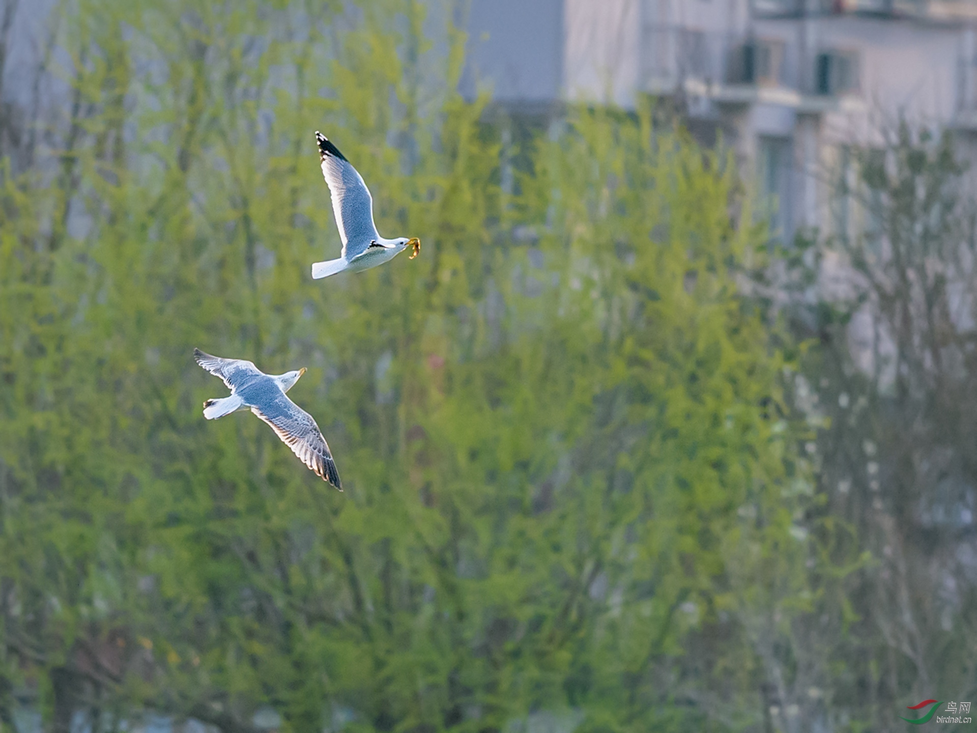 _DSC5272С.jpg