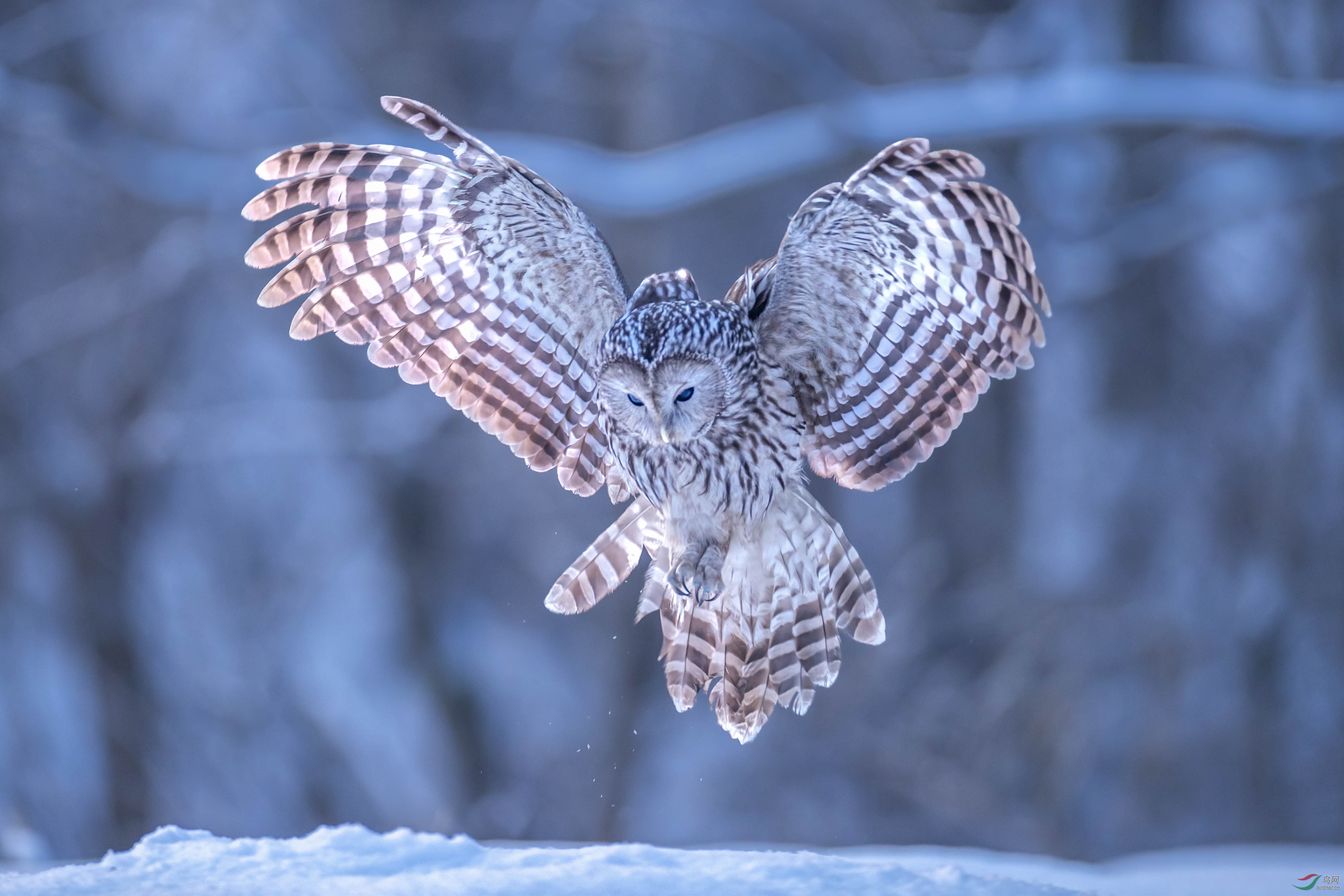 猛禽亭亭玉立长尾林 