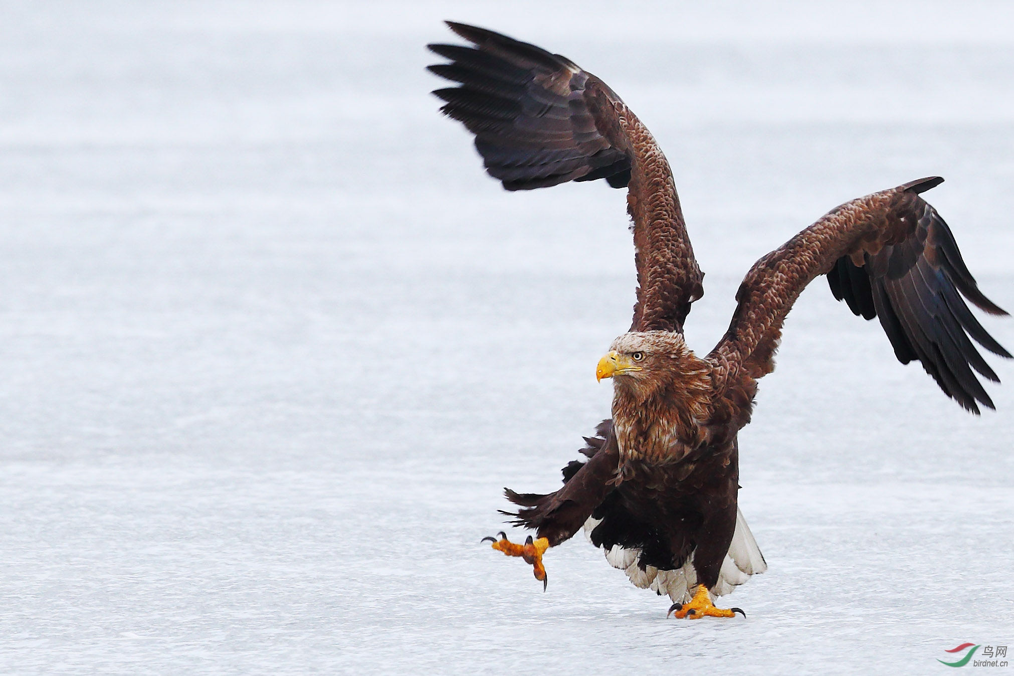 杀气腾腾(祝贺荣获首页鸟类精华)