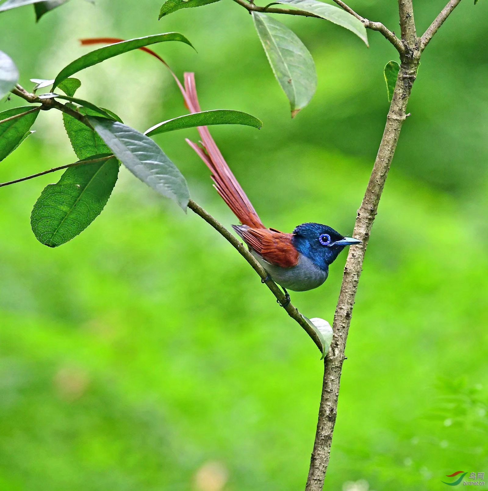 IMG_4236 - ����.JPG