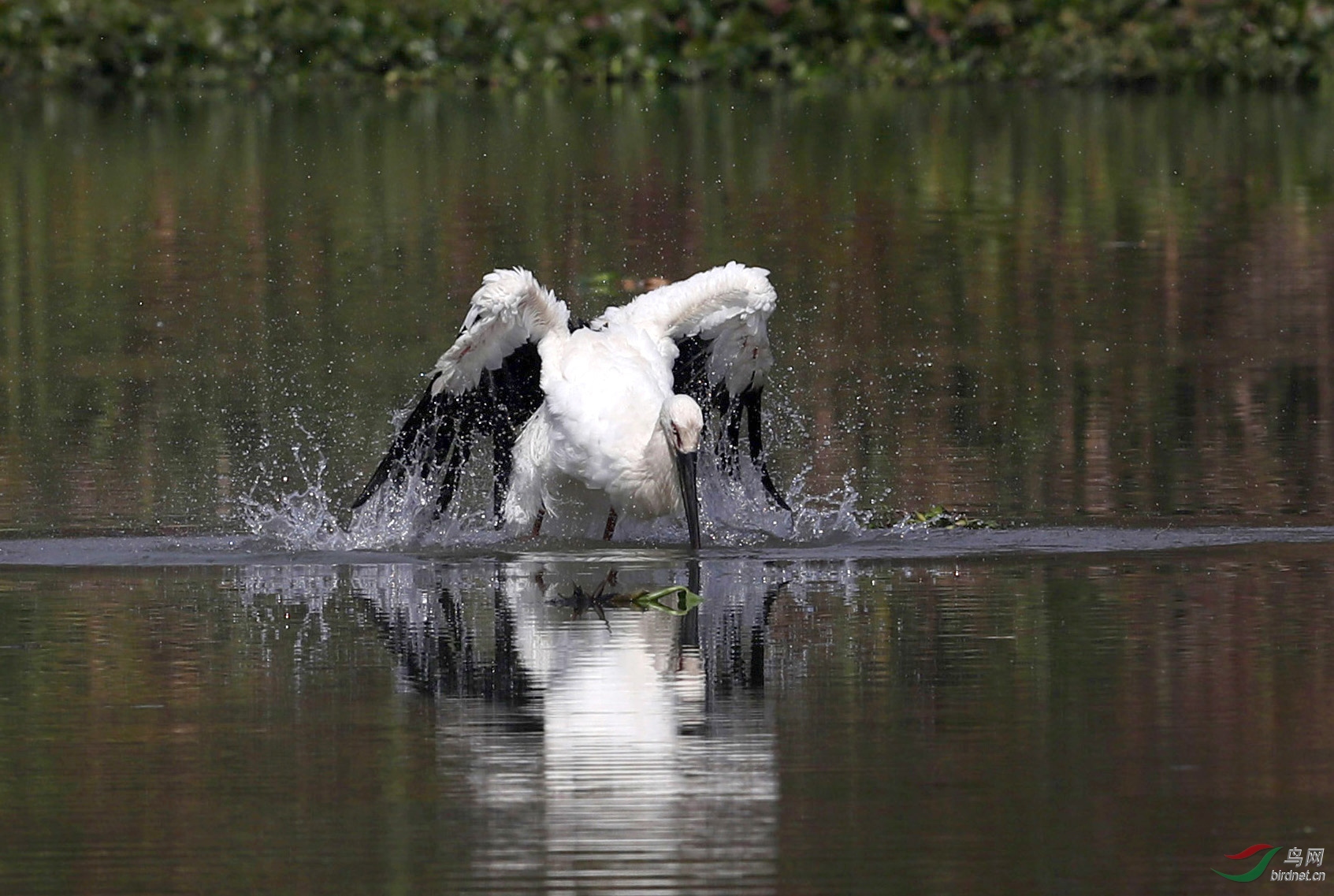 A15I1098 - ����.JPG