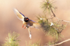 1 (131).JPG