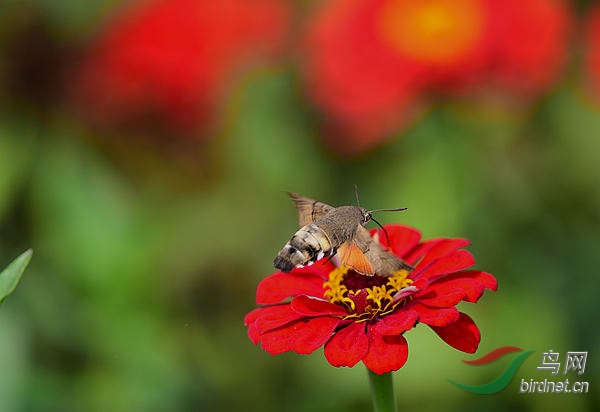 DSC_1230_����.jpg